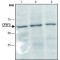 ANTI-CPSF3 (C-TERMINAL), ANTIBODY PRODUCED IN RABBIT, IGG FRACTION OF ANTISERUM