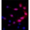Monoclonal Anti-Green Fluorescent Protein (GFP) antibody produced in mouse,