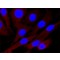 Monoclonal Anti-GAPDH antibody produced in mouse,